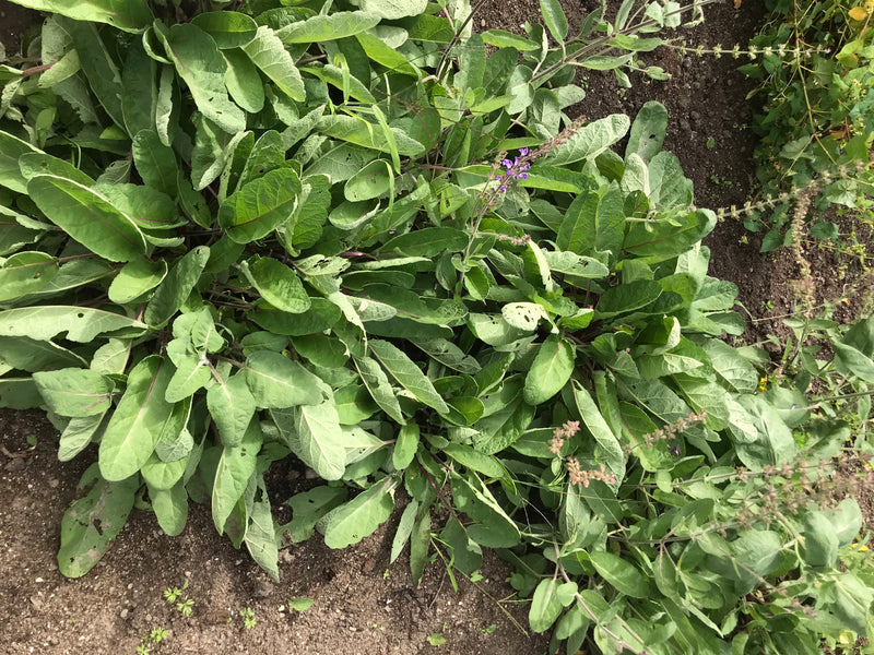 De foto toont een bosserieg salieplant met groene bladeren en beginnende paarse bloeiwijzen groeiend op kaal grond. De opname is gemaakt vanuit vogelperspect...