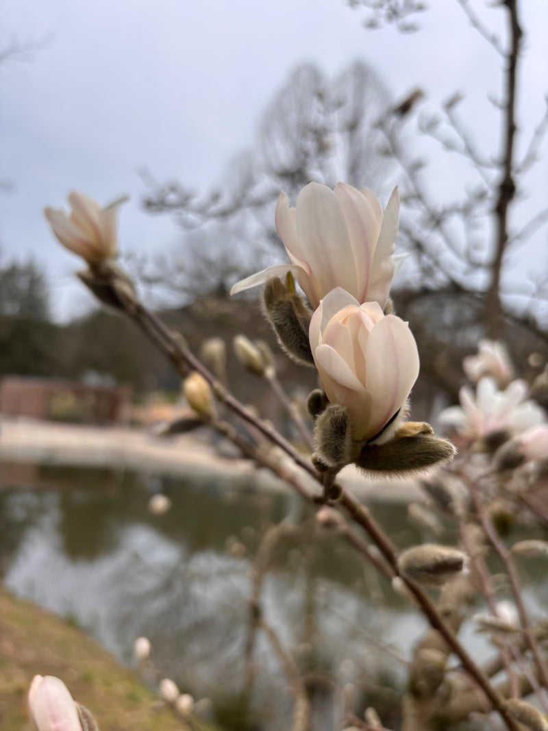 Ster Magnolia — Bild 1