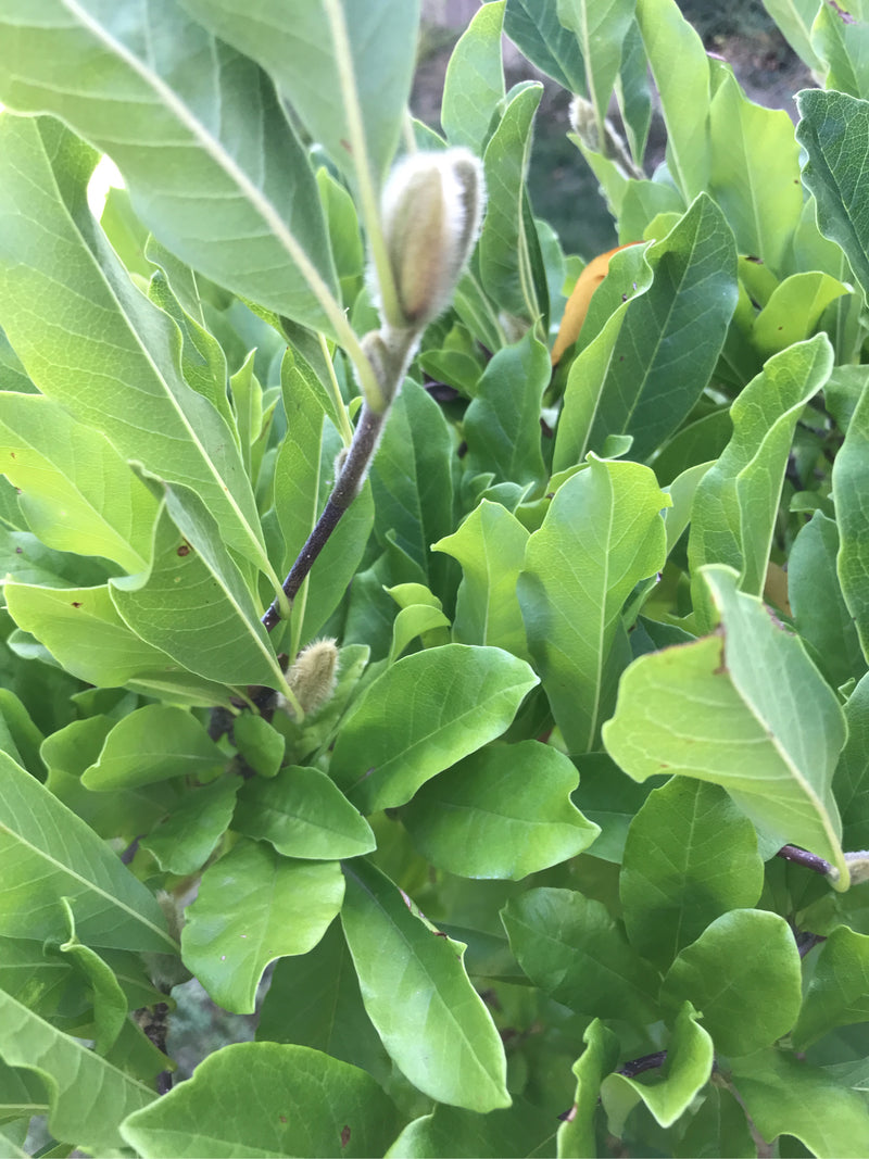 Te zien zijn de groene, glanzende bladeren en een kenmerkend behaarde knop van een sterrenmagnolia. De opname toont een deel van de tak van dichtbij.