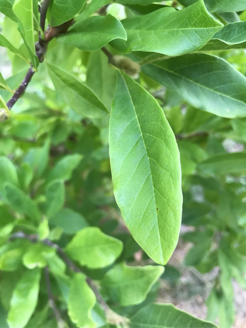 De groene, langwerpige bladeren van een sterrenmagnolia zijn zichtbaar aan een tak. De bladstructuur is in detail herkenbaar.