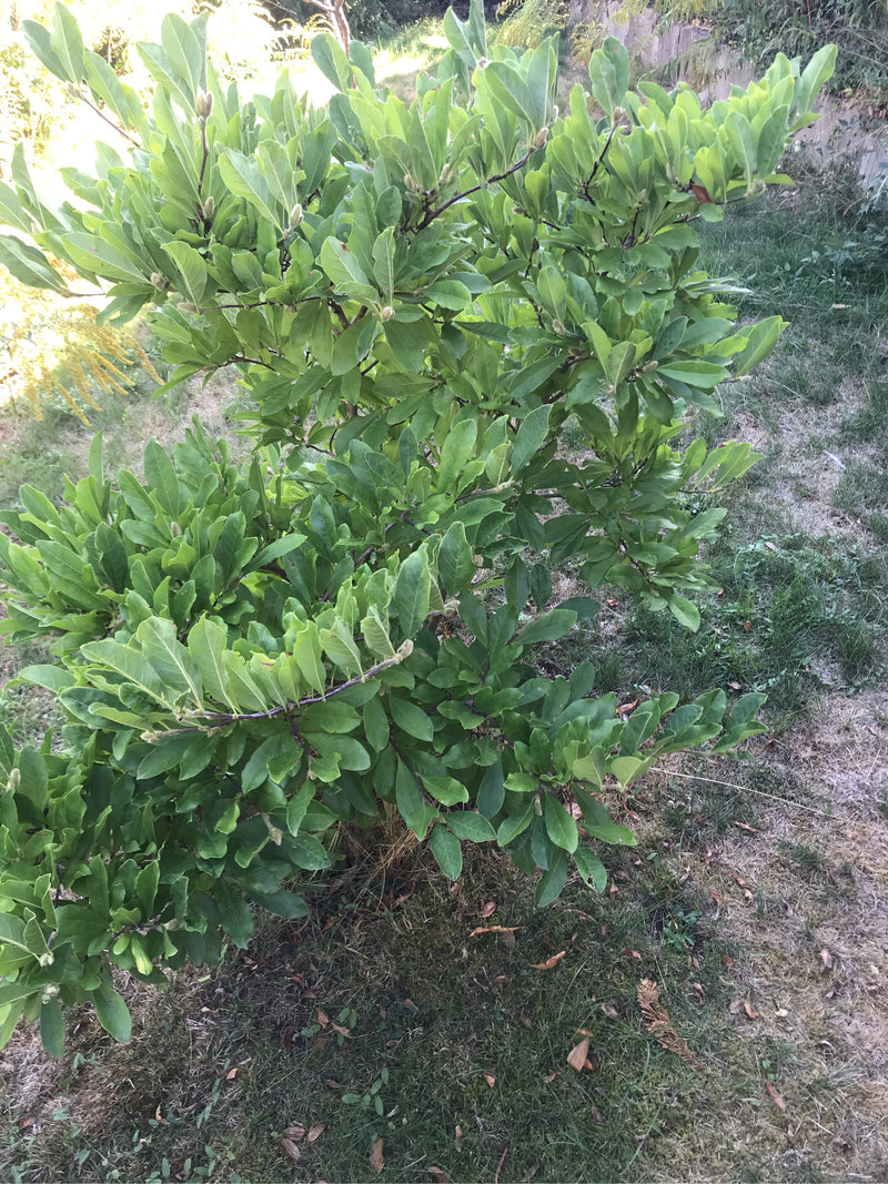 De foto toont een bosachtige sterrenmagnolia met dicht groen blad. Hij groeit in een tuin op een gazon.