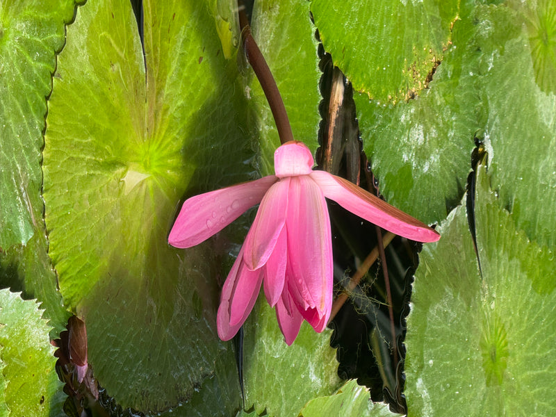 Een roze bloem van een sterwaterlelie drijvend tussen grote groene drijfbladeren op het wateroppervlak.