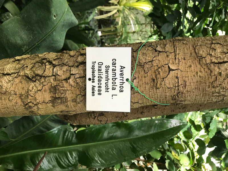 Sternfrucht — foto 1 van 2
