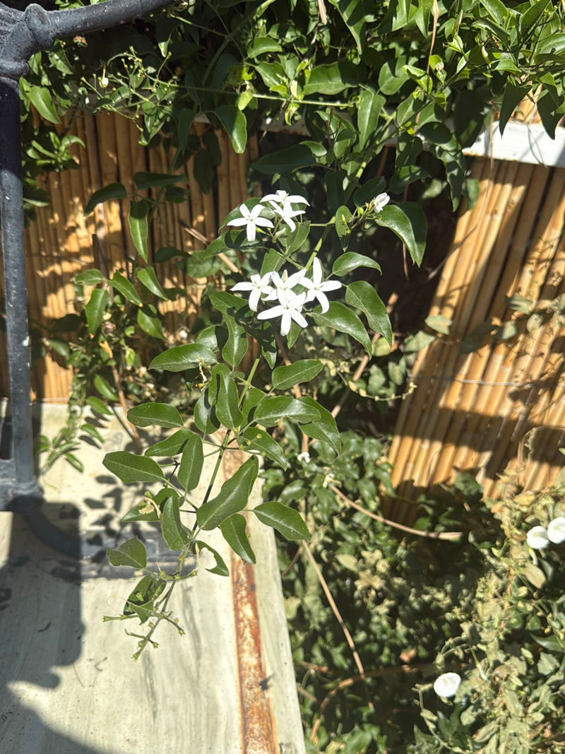 Te zien is een bloeiende sterjasmijn met zijn typische stervormige witte bloemen en groen blad. De plant klimt voor een lichte bamboewand.