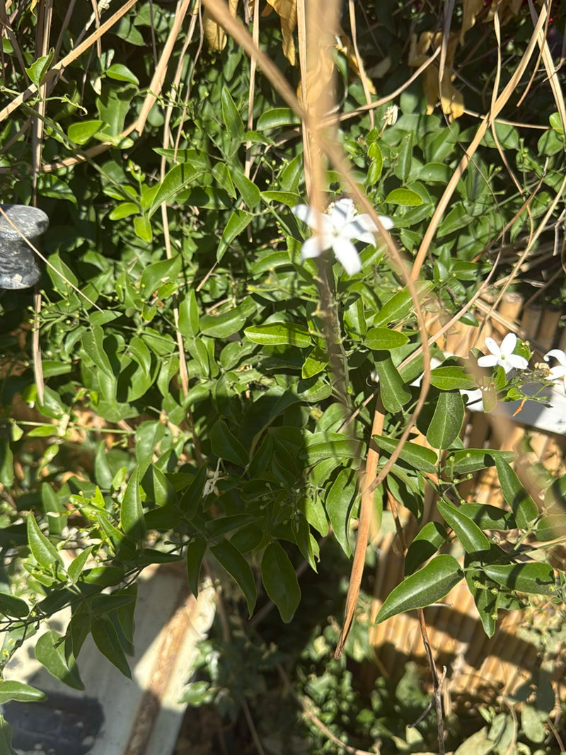 De afbeelding toont de groene bladeren en karakteristieke witte bloemen van de sterjasmijn. De plant groeit in een natuurlijke omgeving.