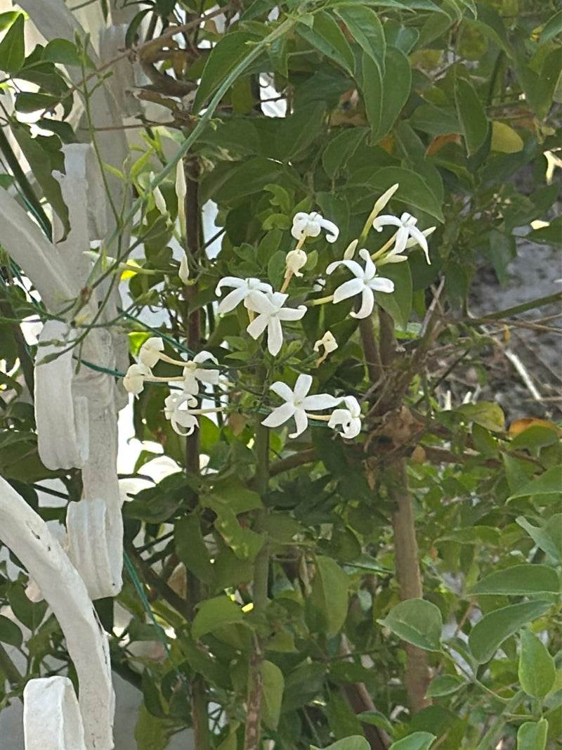 Te zien is de sterjasmin met zijn kenmerkende stervormige witte bloemen en groene bladeren. De plant groeit op een buitenstructuur.