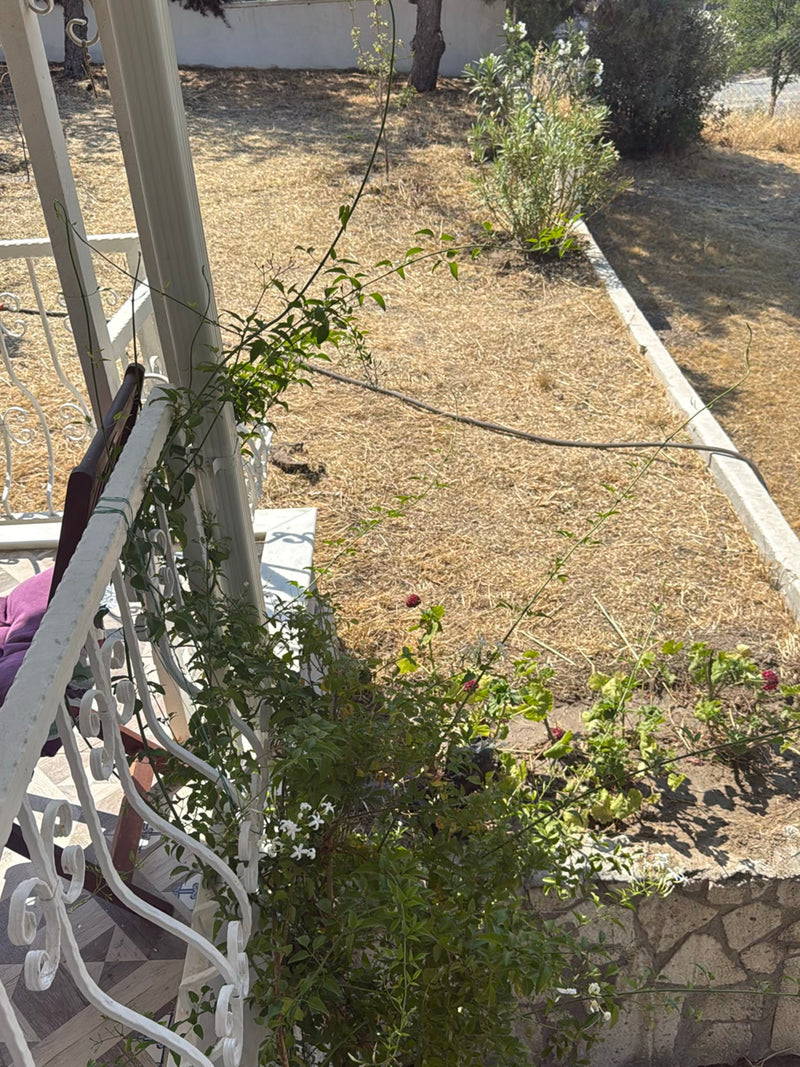 Te zien is een jonge sterjasmijn die langs een witte metalen reling omhoog klimt. Op de achtergrond is een droge tuin te zien.