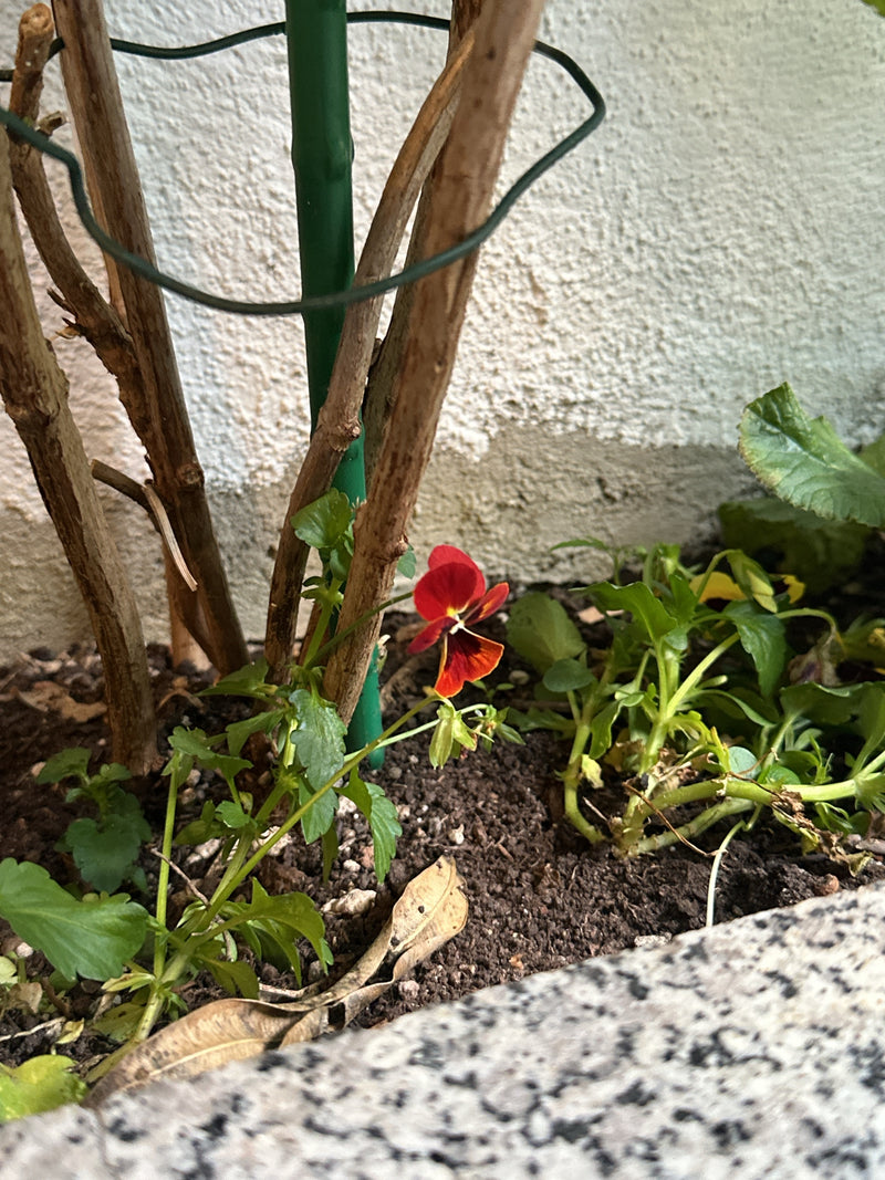 Viooltjes — Bild 2