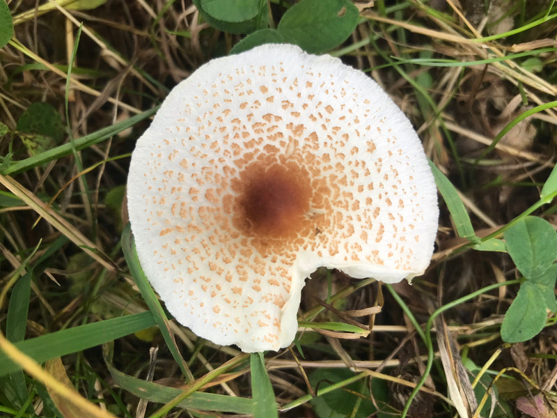 Stink-Schirmling — foto 2 van 2