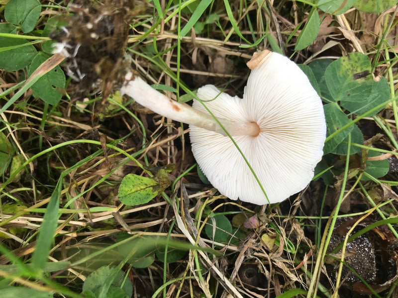 Stink-Schirmling — foto 1 van 2
