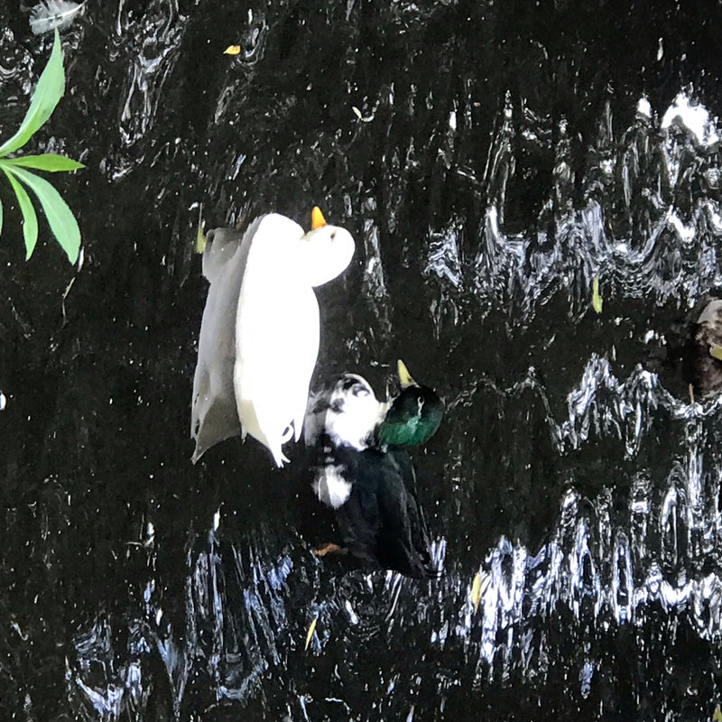 Twee wilde eenden, waaronder een opvallend licht exemplaar en een woerd, zwemmen op het donkere water.