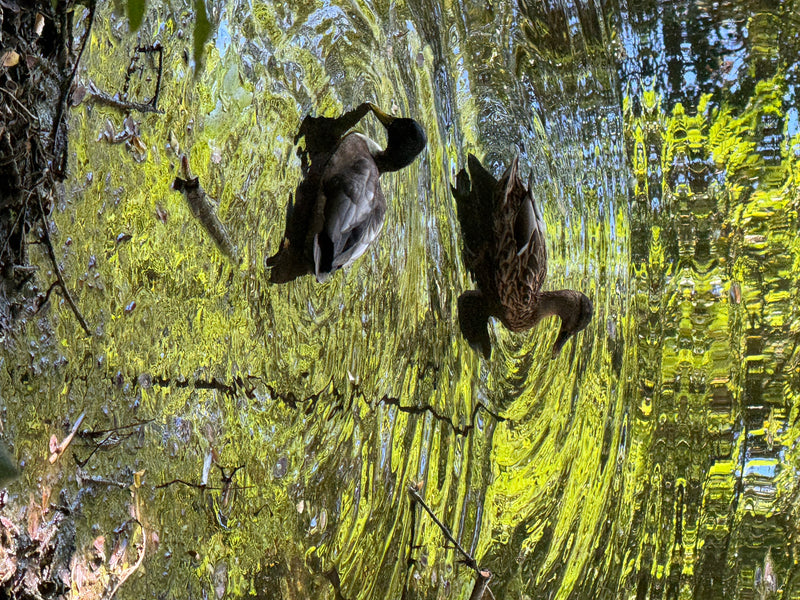 Twee wilde eenden zwemmen op een waterlichaam waarvan het oppervlak wordt gekenmerkt door groenachtige weerspiegelingen en rimpelingen. De scène toont een ma...