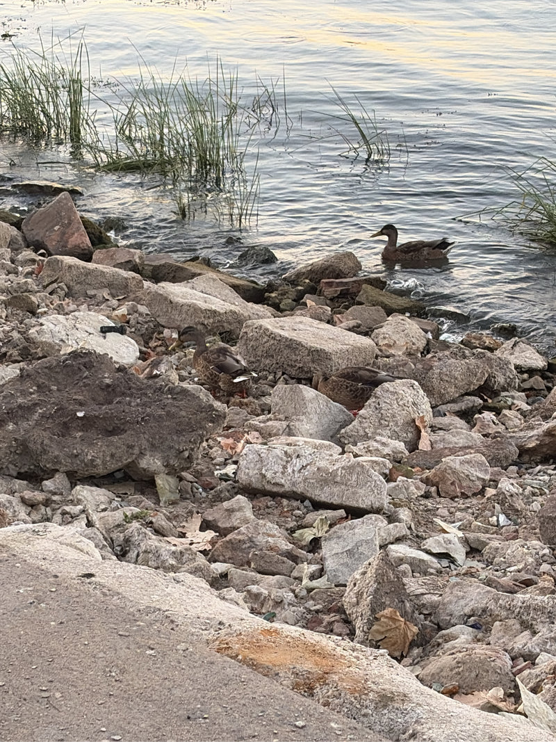 verschillende wilde eenden bevinden zich op een stenige oever en in het ondiepe water. De vogels staan tussen de rotsen en zwemmen in het meer.