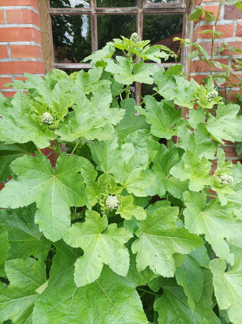 Stokrozen — Bild 2