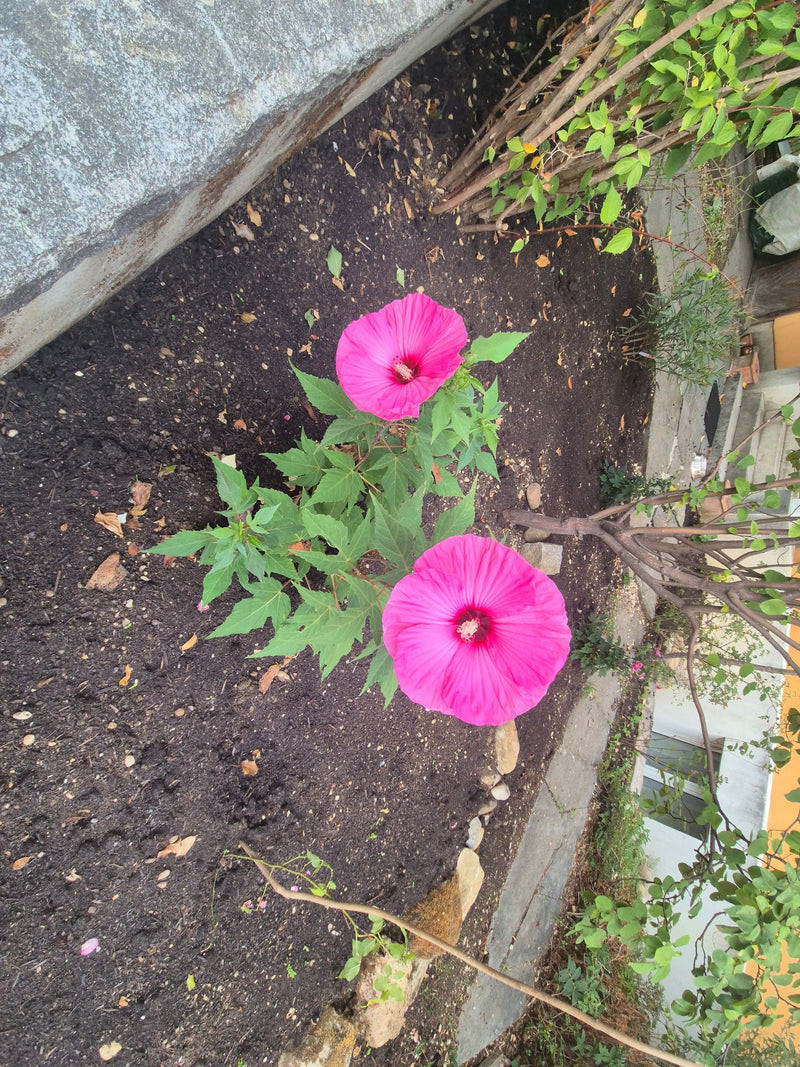 Te zien is een stokroos met twee opvallende roze bloemen en groene bladeren. Deze groeit in een tuingen op donkere aarde.