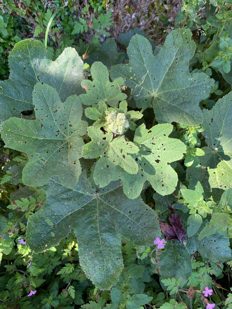 Stokrozen — Bild 1