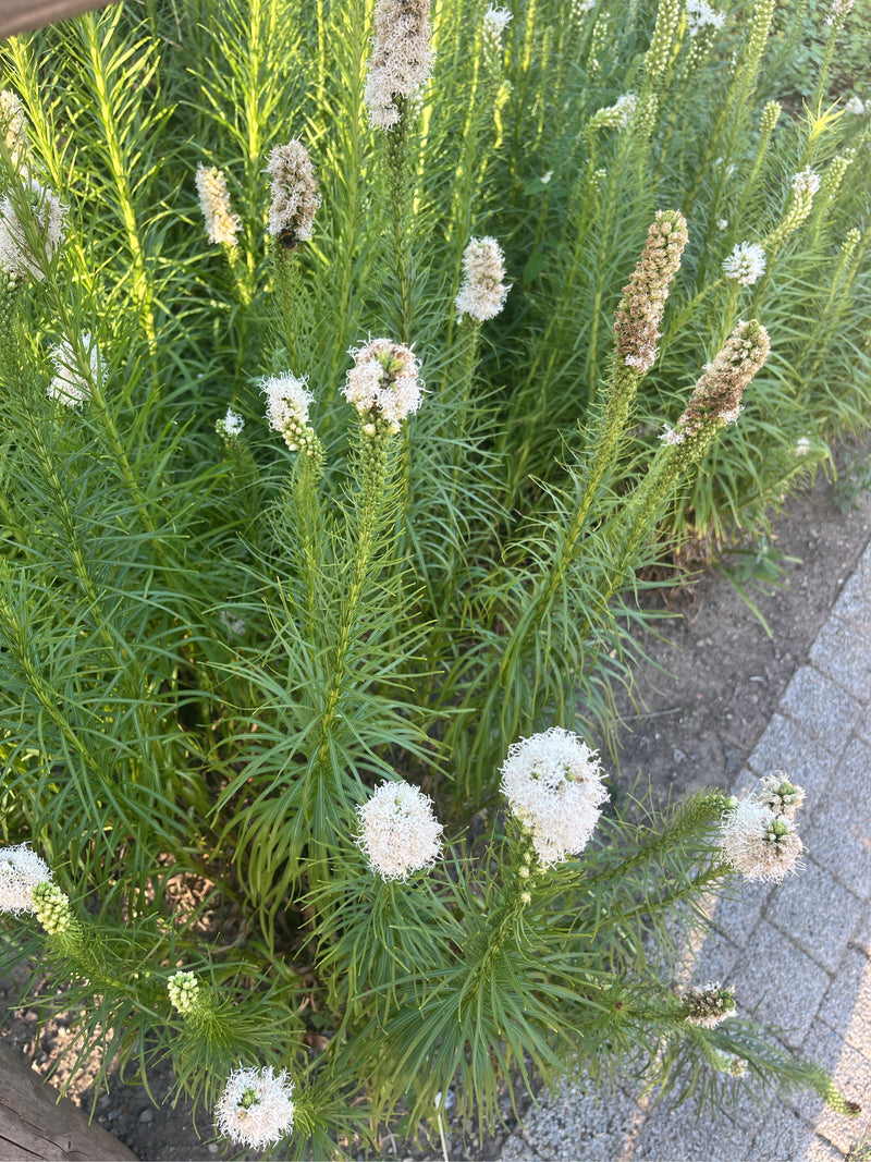 Te zien is een witbloeiende lamsoor of prachtsigaar (Liatris spicata) met dichte bloeiaren en smalle bladeren langs een geplaveid pad.