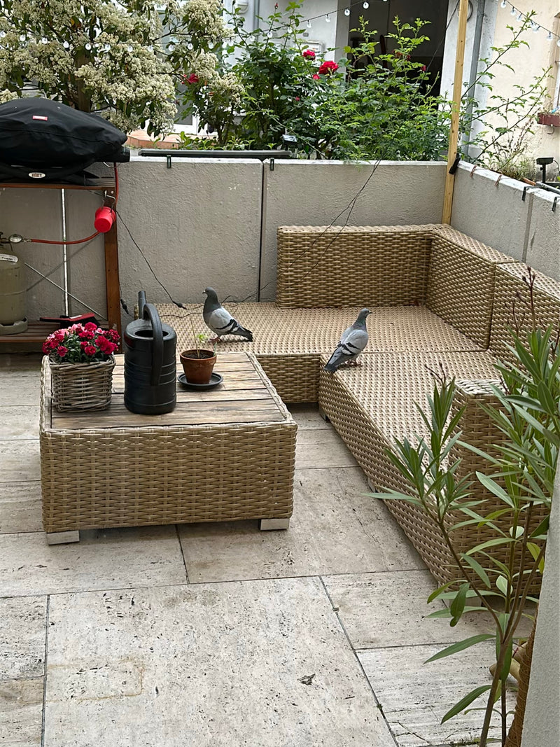 straat duif — Bild 5