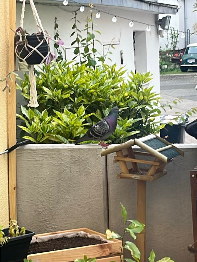 straat duif — Bild 1