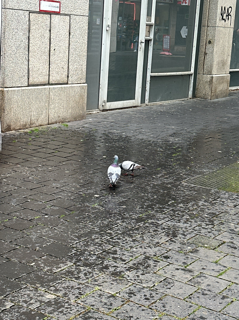 straat duif — Bild 4