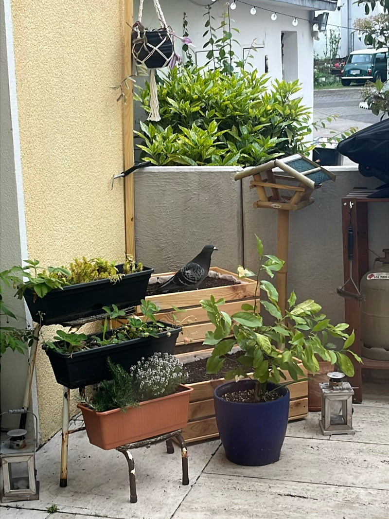 straat duif — foto 4 van 21
