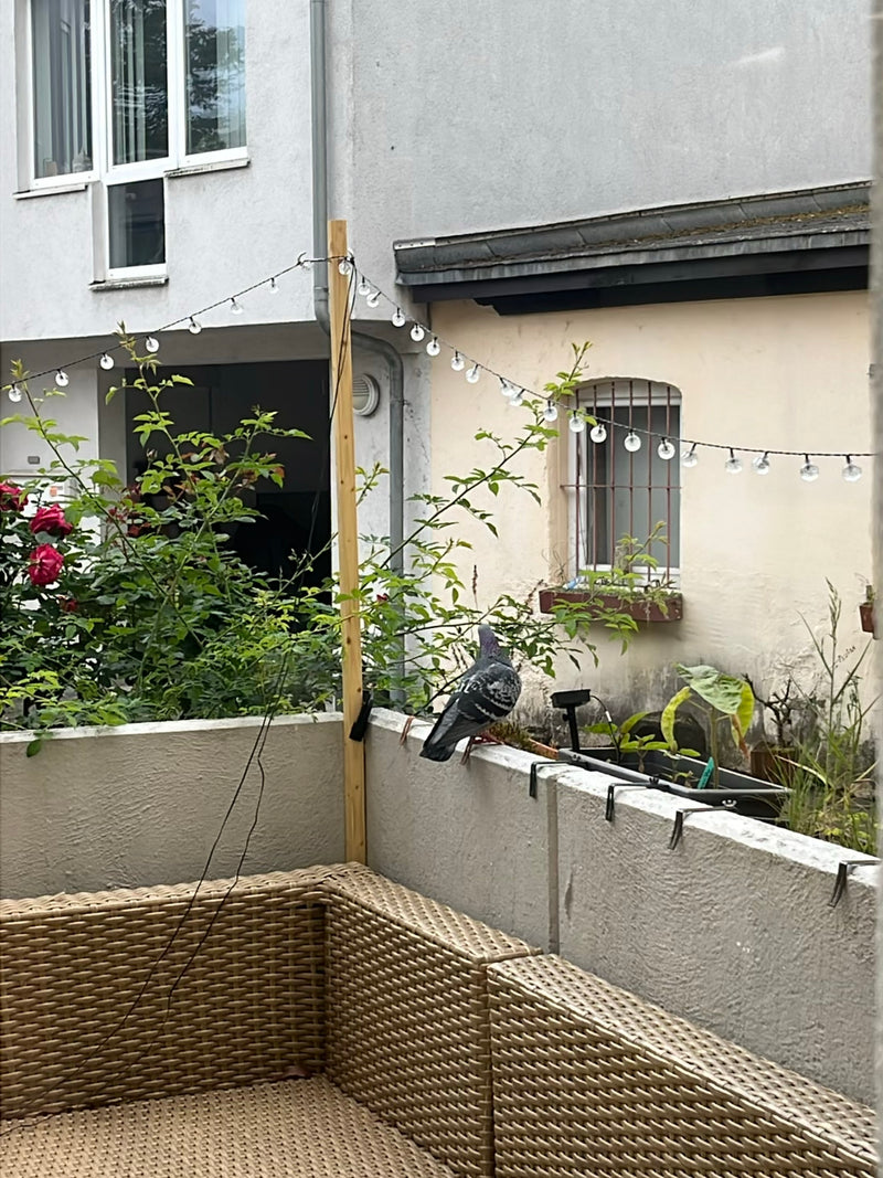 straat duif — Bild 2