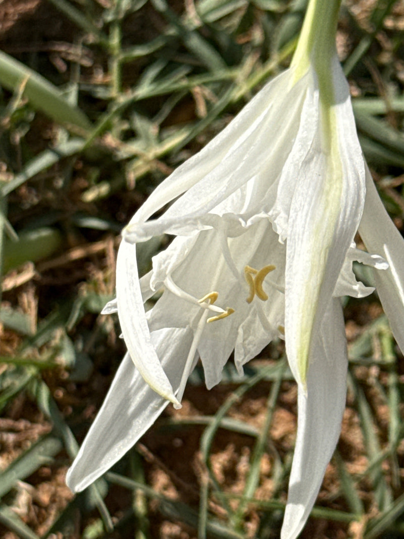 Strandnarcis — foto 3 van 3