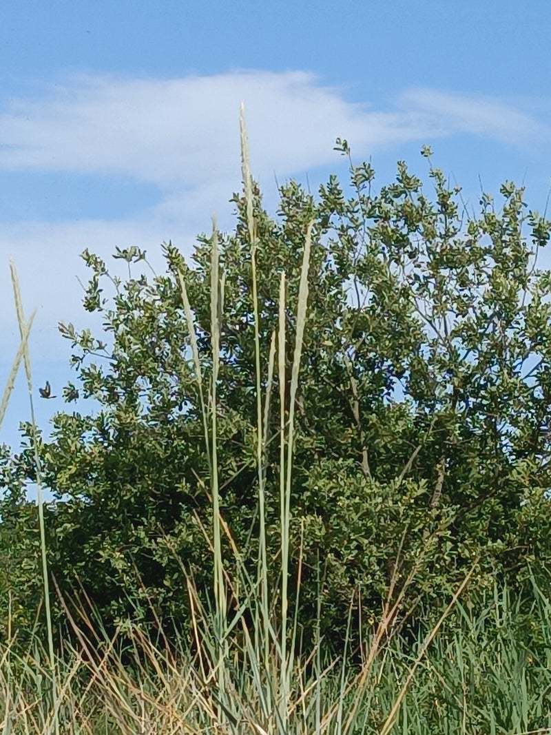 Helmgras — Bild 4
