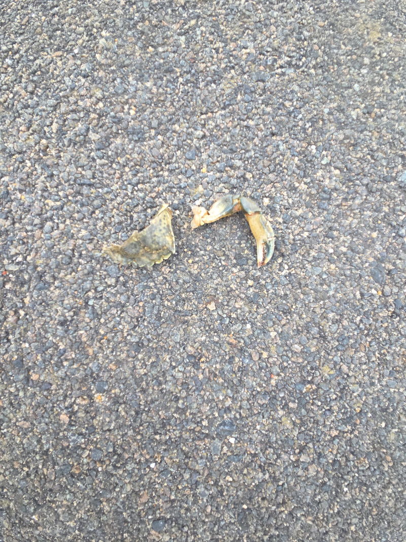 Kust krab — Bild 2