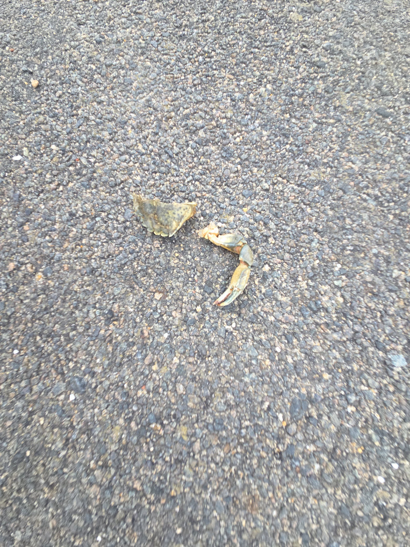 Kust krab — Bild 1