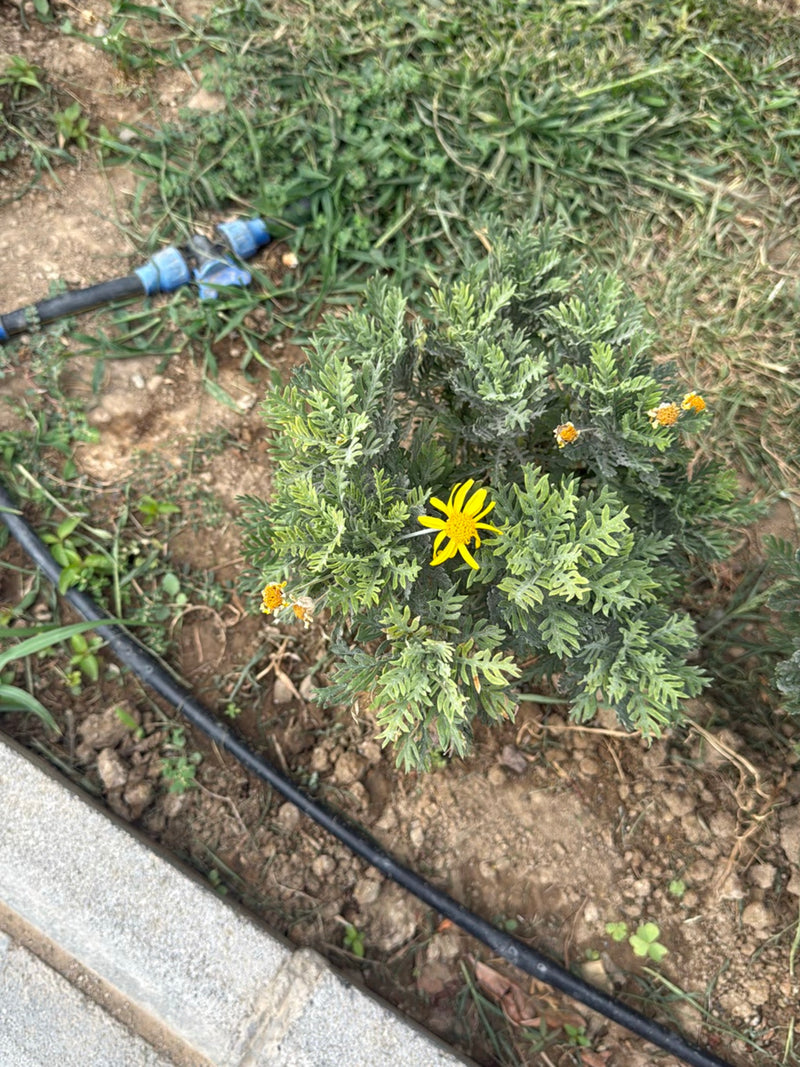 Struik Euryops — Bild 1