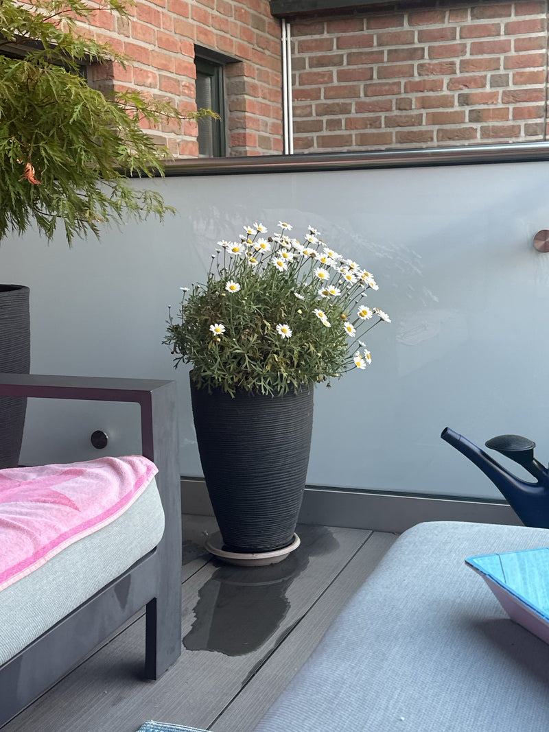 Struik madeliefje — Bild 1