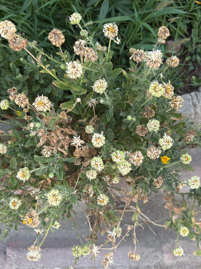 Een struikmargriet is van boven te zien met talrijke groene bladeren en deels uitgebloeide bloeiwijzen. De plant groeit in een tuinomgeving.