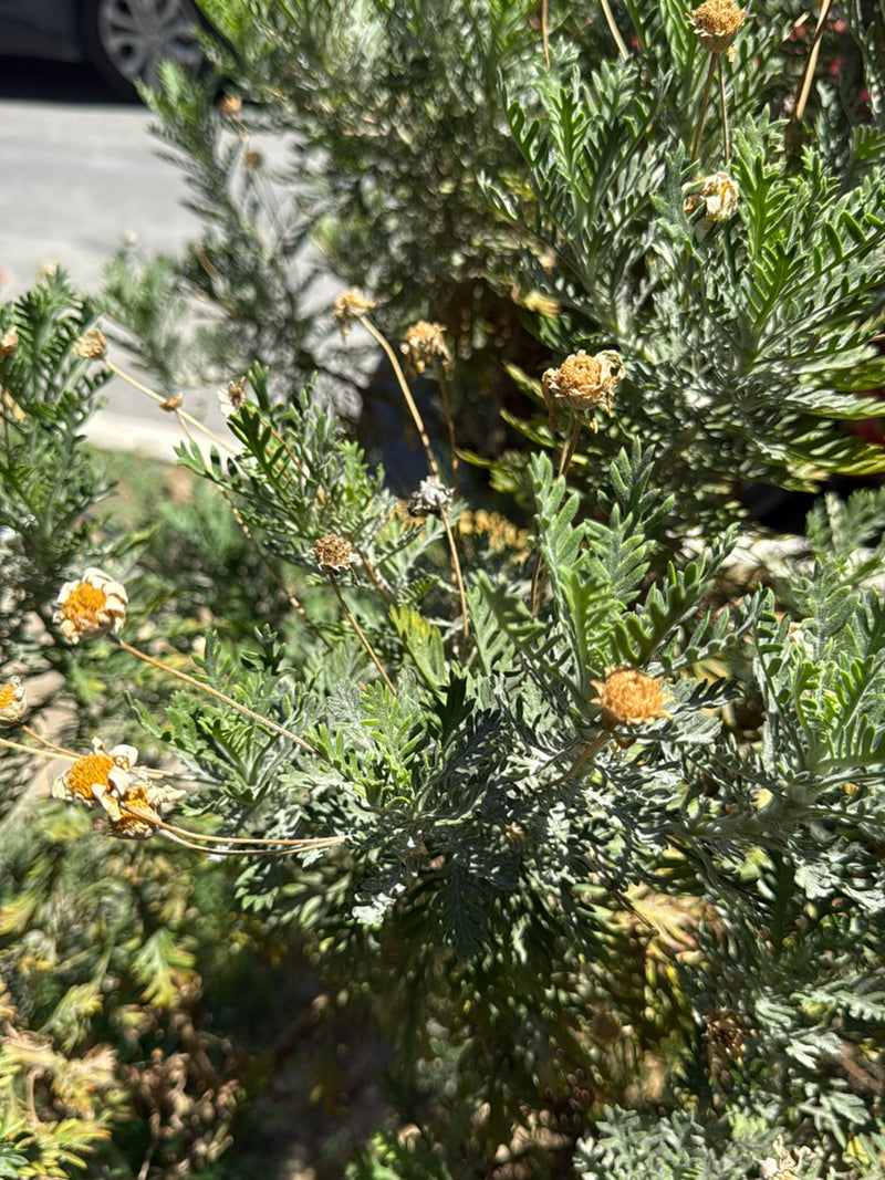 De afbeelding toont een margrietachtige struik met zijn typische geveerde bladeren en enkele uitgebloeide bloemhoofdjes. De plant groeit buiten.