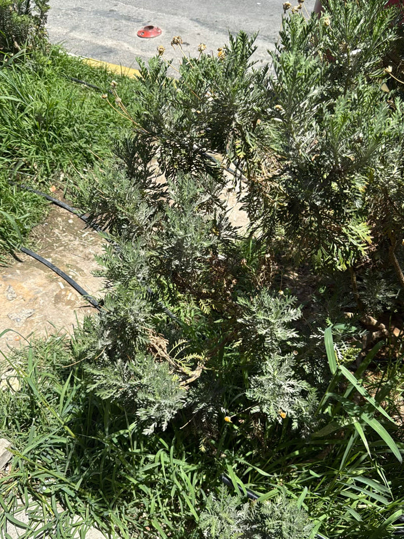 De afbeelding toont een margrietachtige struik met typisch geveerde bladeren, groeiend aan de rand van een pad. De plant staat buiten in de zon.