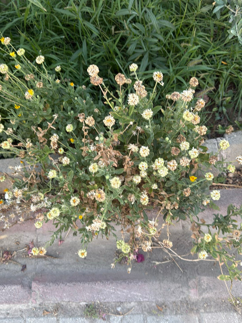 Te zien is een struikmargriet met talrijke kleine bloemen en groen blad. De plant groeit in een omgeving met stenen platen.