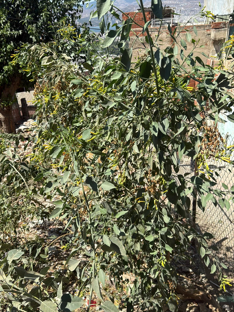 Bush-tabak — foto 1 van 3