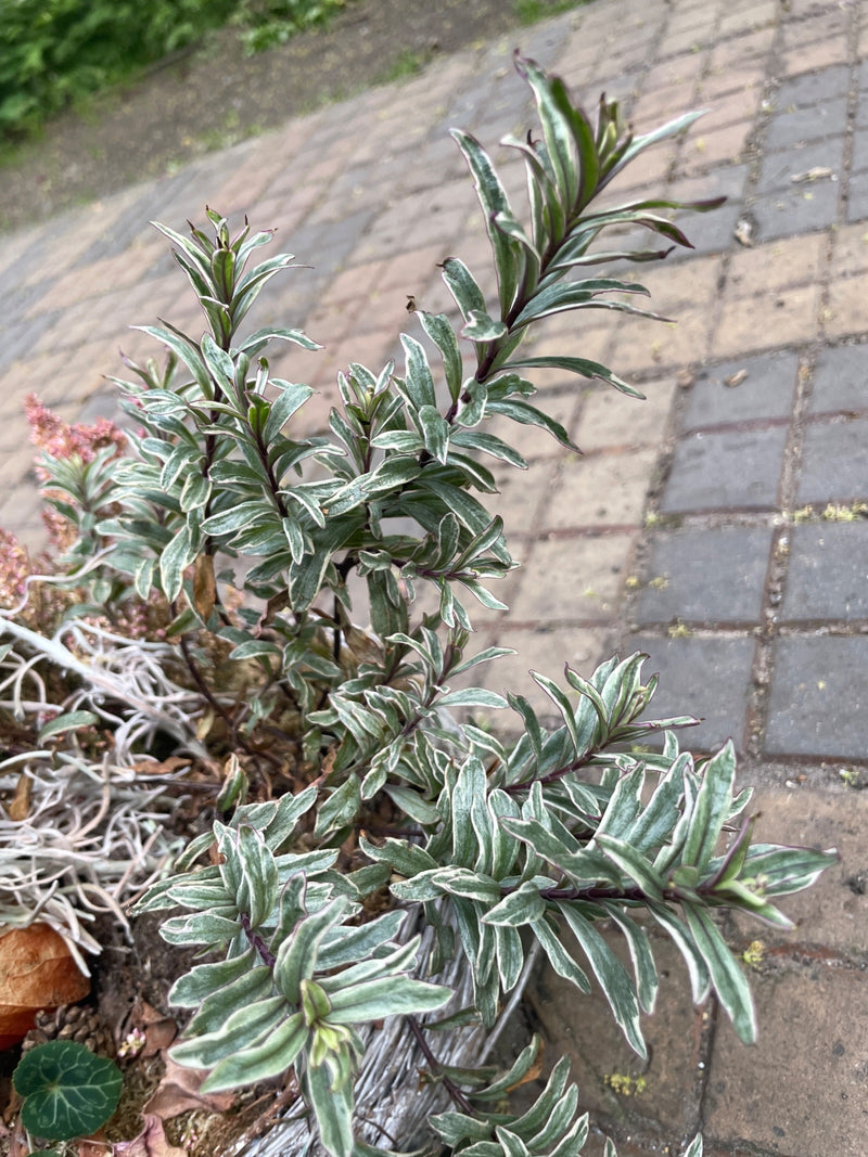 Strauchveronika — Bild 1