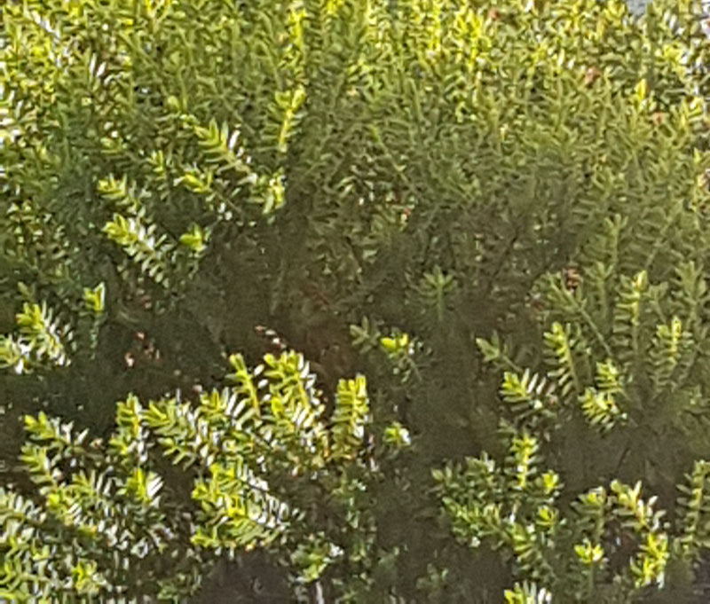 Struik veronica — foto 1 van 10