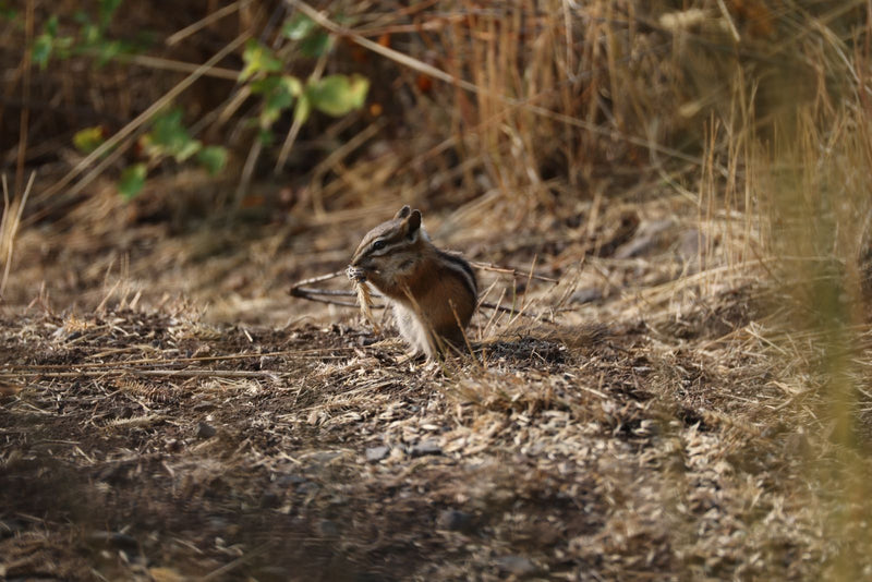 Streifenhörnchen — foto 1 van 1