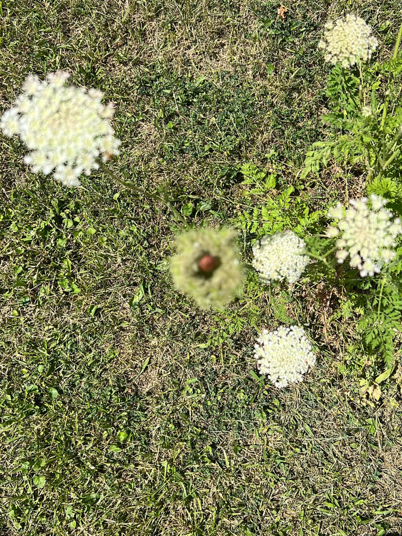 Streep insect — Bild 1