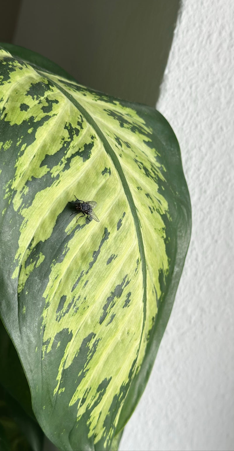 Een huisvlieg zit op de bovenkant van een groot, groen-geel gemEerd plantenblad. Het insect is duidelijk zichtbaar.