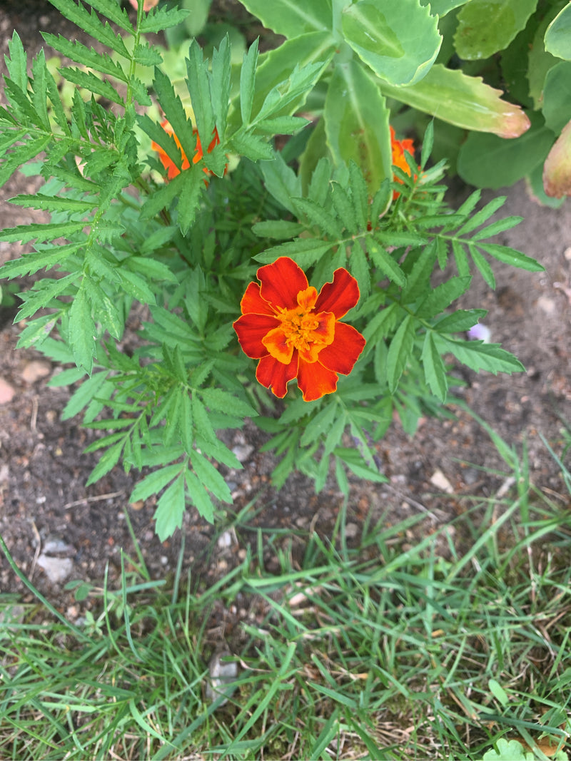 Goudsbloem — Bild 1
