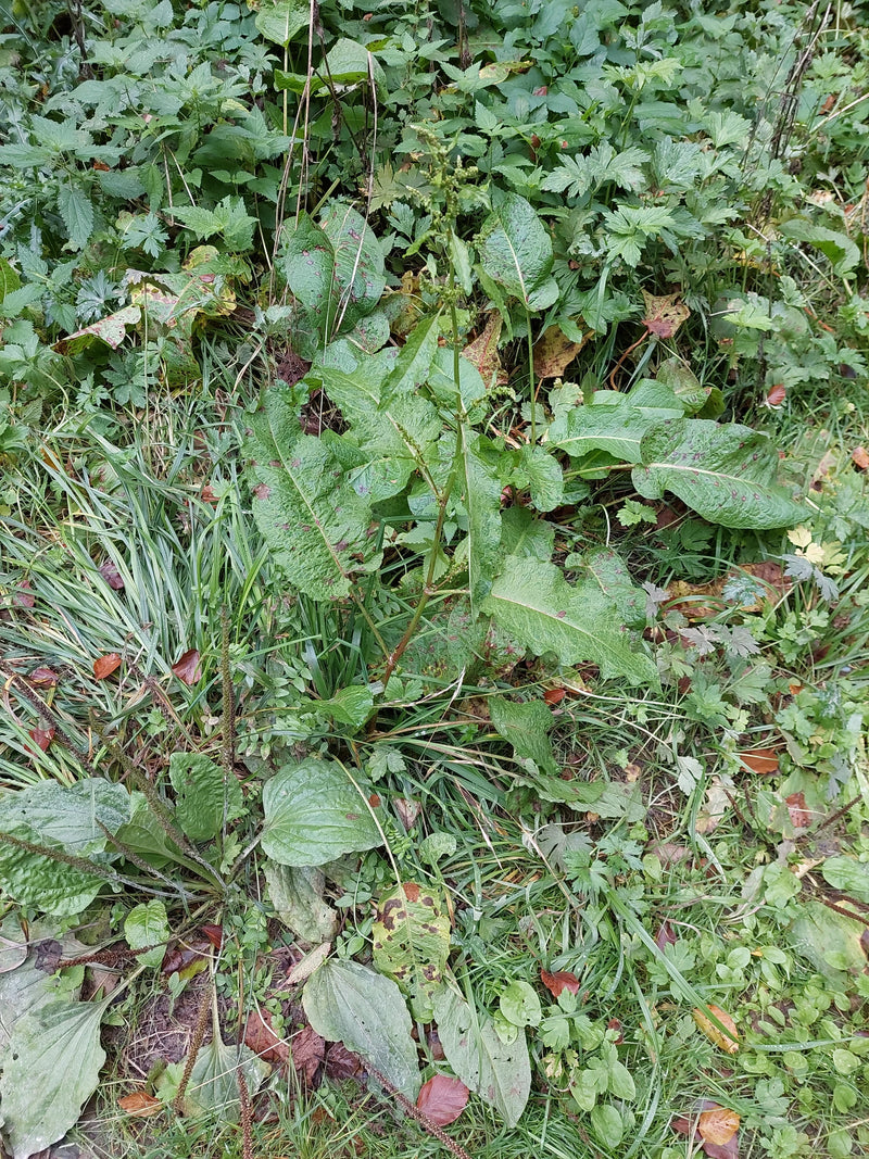 Een ridderzuring met kenmerkende brede bladeren en een opgaande bloeiwijze groeit tussen weegbree en gras.