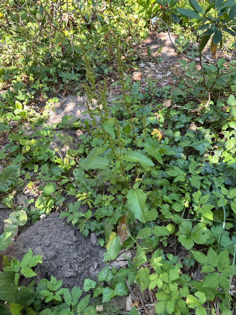 Stompbladig dok — foto 3 van 10