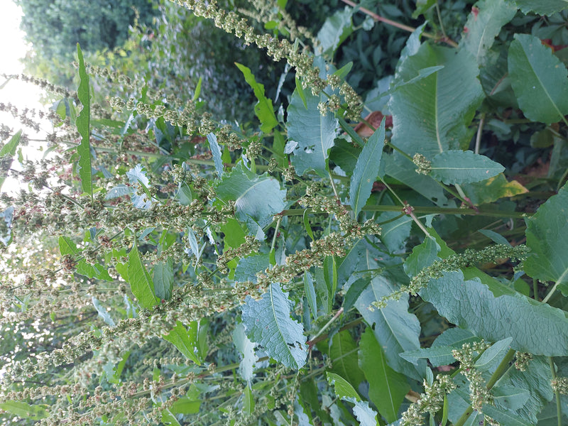 Stompbladig dok — Bild 3