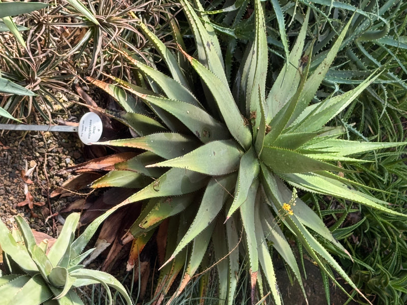 Sukotrina-Aloe — foto 1 van 1