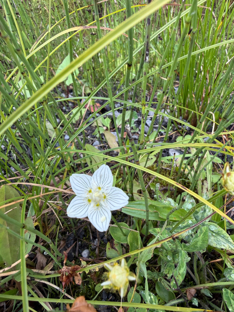 Moeras Heartleaf — Bild 1
