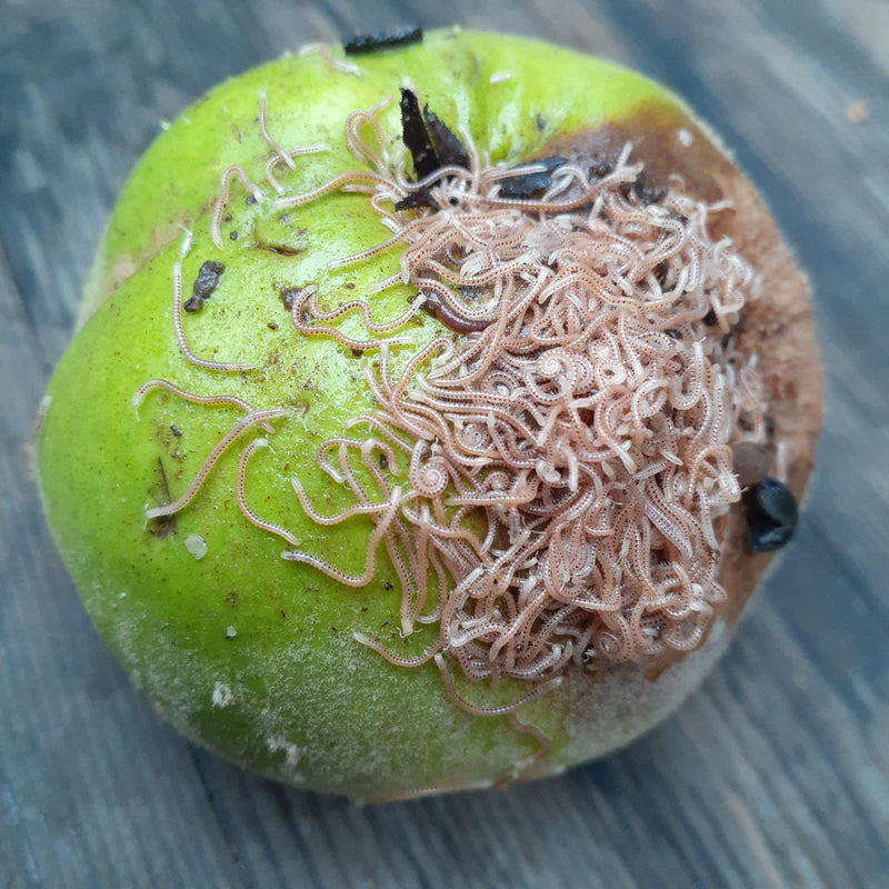 Gevlekte duizendpoot — Bild 1