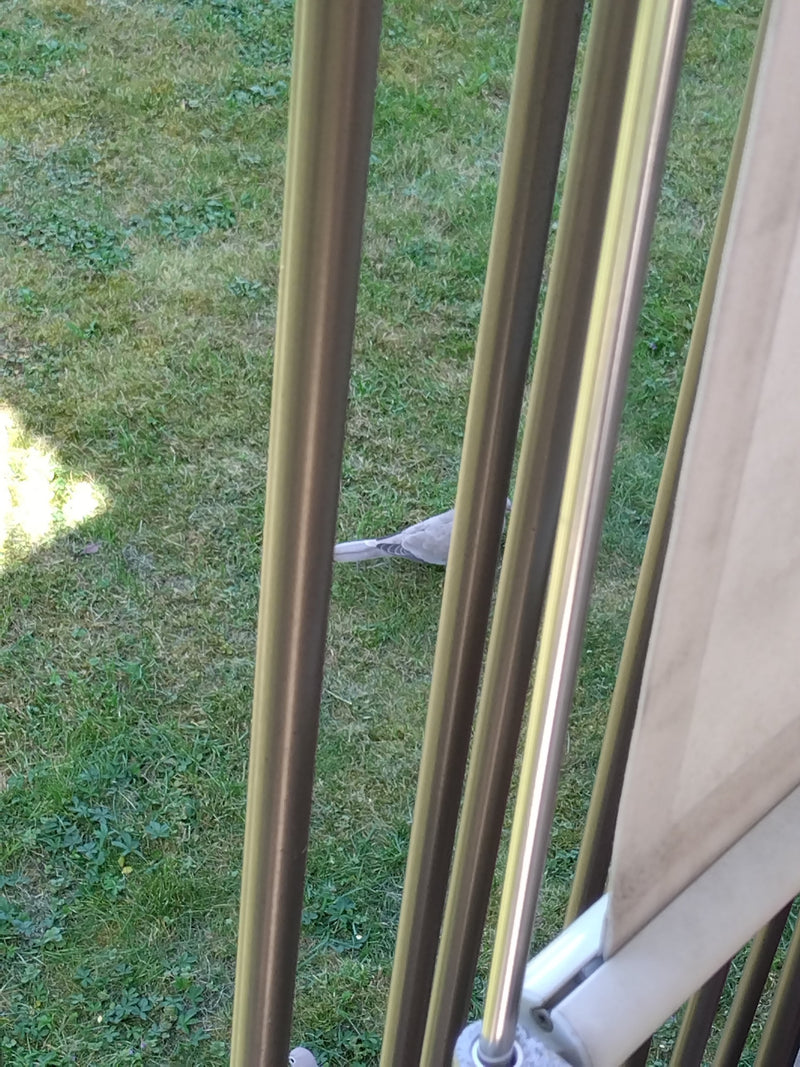 Turkse duif — Bild 1